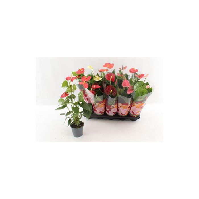 <h4>** Anthu An Gem 4 Kl 4+ ** Winter Promo ** **</h4>