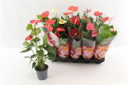 ** Anthu An Gem 4 Kl 4+ ** Winter Promo ** **