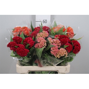 Cel C Repris Gem Fst