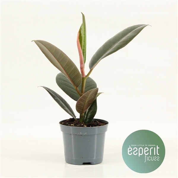 <h4>Ficus elastica Robusta</h4>