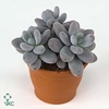 Pachyphytum Oviferum 12Ø 16cm