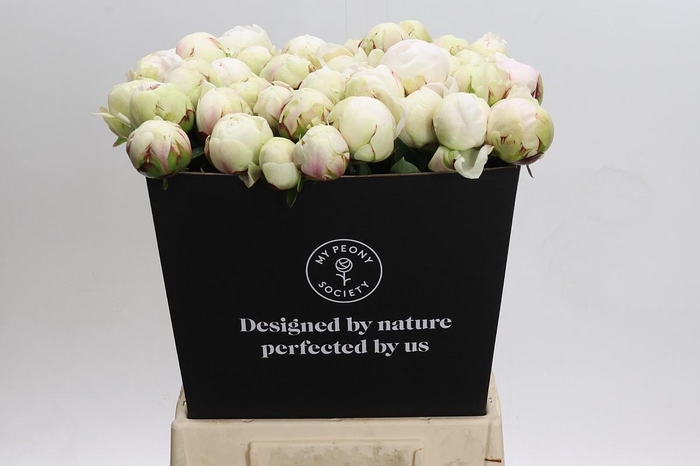 <h4>Paeonia Odile</h4>