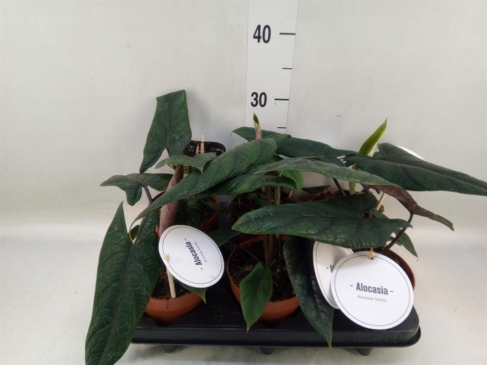 <h4>Alocasia scalprum</h4>