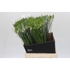 Ornithogalum Thyrsoides