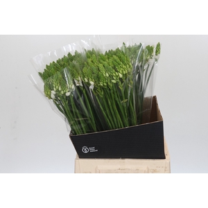 Ornithogalum Thyrsoides