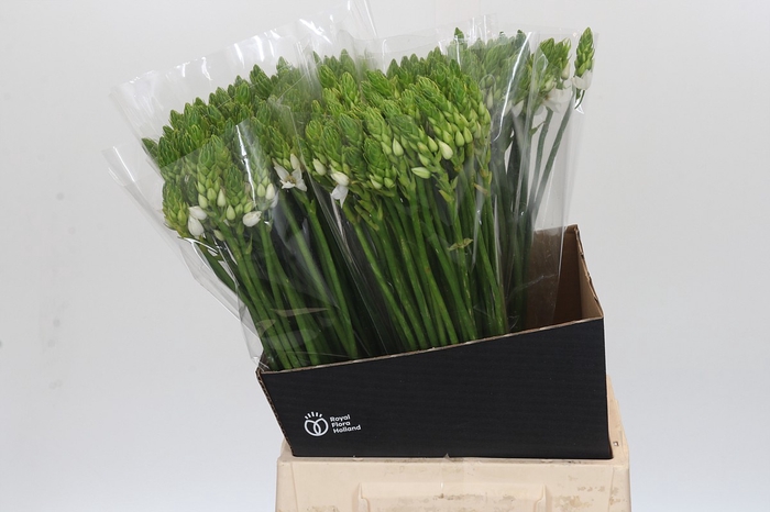 <h4>Ornithogalum Thyrsoides</h4>