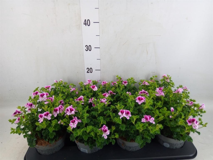 <h4>Pelargonium gran.   ..</h4>