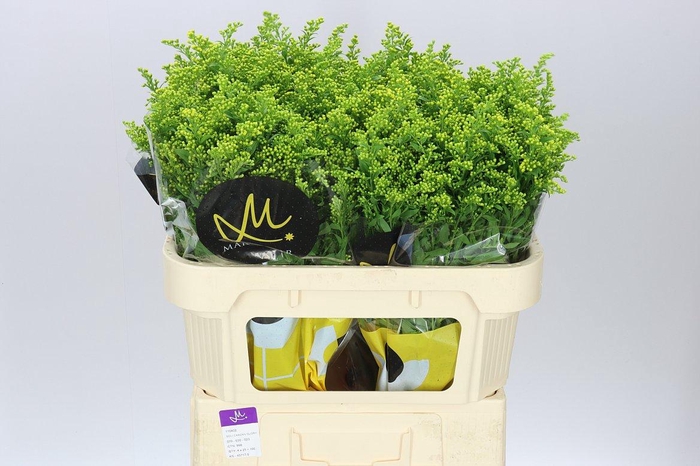 <h4>Soli Golden Glory</h4>