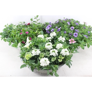 arr4 Outdoor AH - Zink schaal perkgoed XL