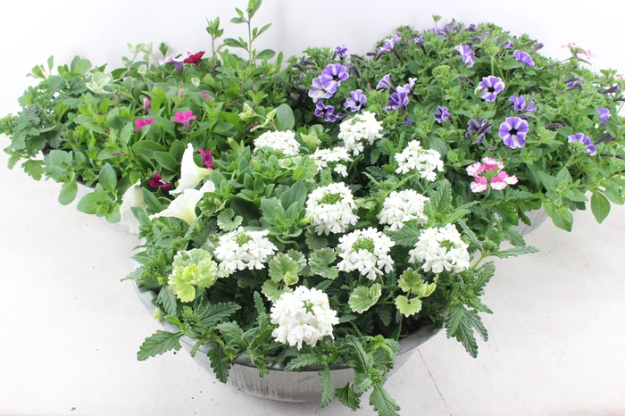 <h4>arr4 Outdoor AH - Zink schaal perkgoed XL</h4>