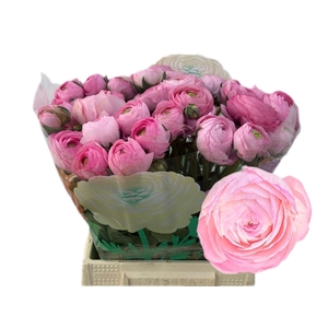 RANUNCULUS  'AAZUR LIGHT PINK'