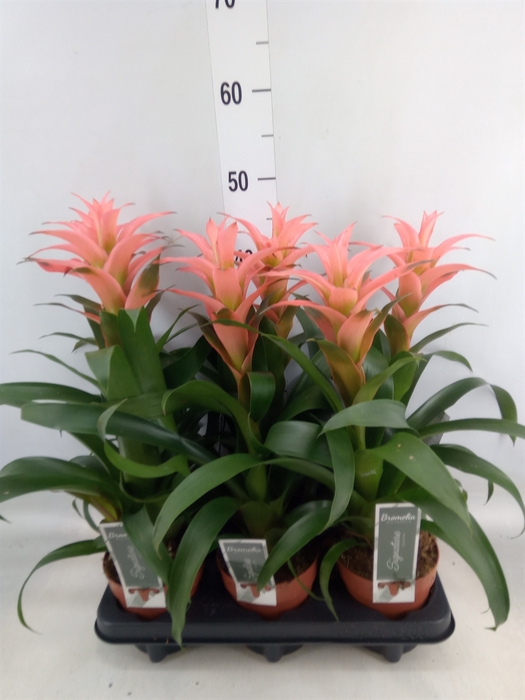 <h4>Guzmania  'Melissa'</h4>