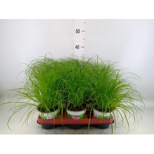 Cyperus alternifolius 'Zumula'