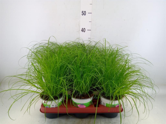<h4>Cyperus alternifolius 'Zumula'</h4>