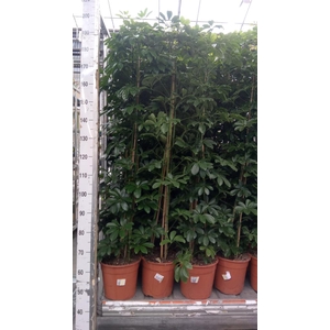 Schefflera arbor. 'Compacta'