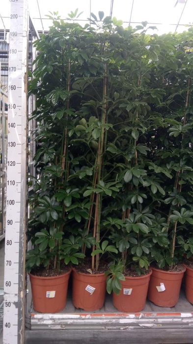 <h4>Schefflera arbor. 'Compacta'</h4>