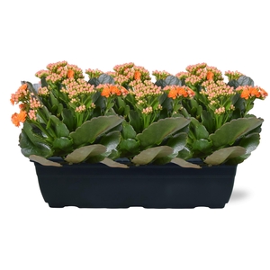Hello Summer Kalanchoe Blossfeldiana in Duobak oranje 40cm