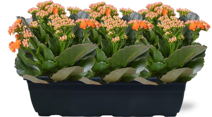 <h4>Hello Summer Kalanchoe Blossfeldiana in Duobak oranje 40cm</h4>