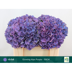 Hydr Glowing Alps Purple 50 cm Vicini