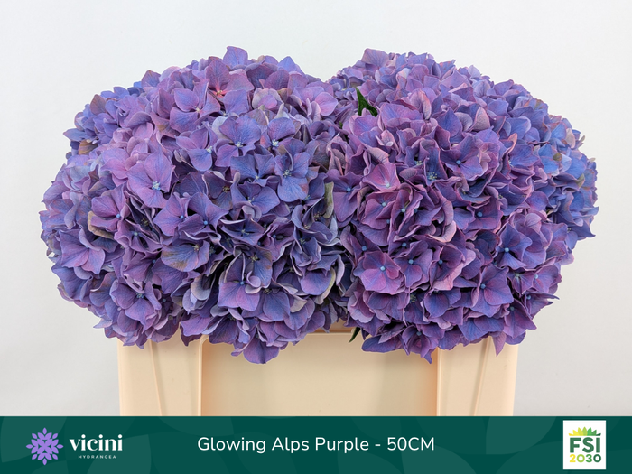 <h4>Hydr Glowing Alps Purple 50 cm Vicini</h4>