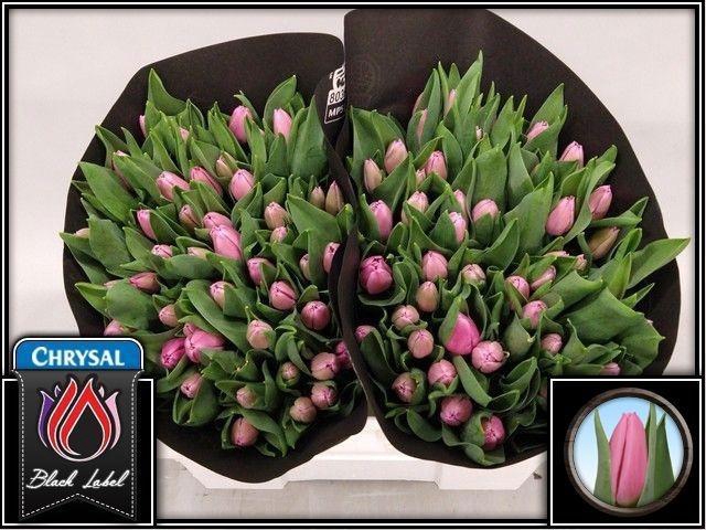 <h4>TU EN SIRIKIT</h4>