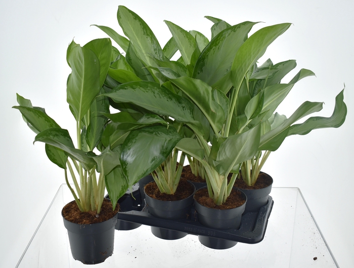 <h4>AGLAO CLEOPATRA</h4>