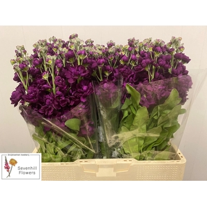 MATTH AIDA PURPLE
