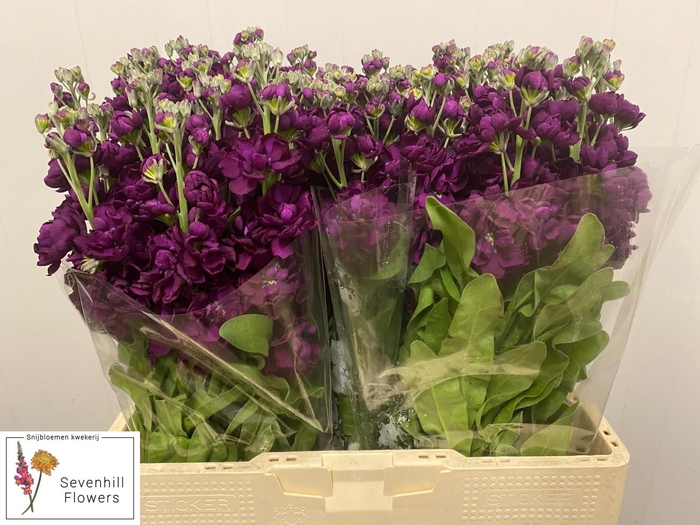 <h4>MATTH AIDA PURPLE</h4>
