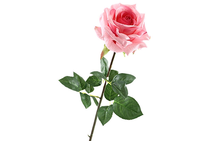 Rosa Pink