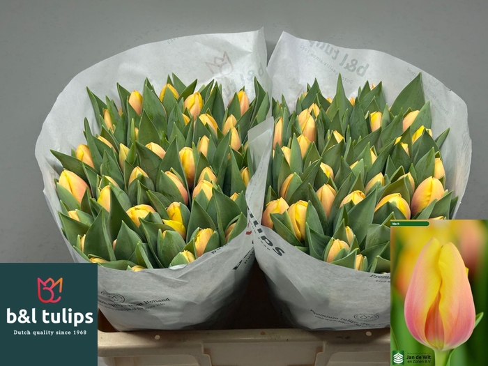 <h4>TU EN MARIT</h4>