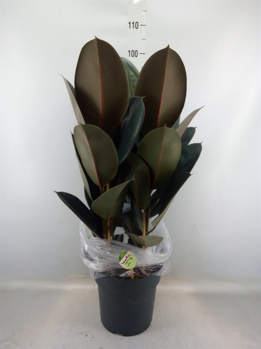 <h4>Ficus elastica 'Abidjan'</h4>