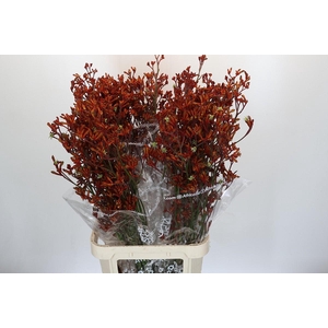 Anigozanthos Skippy Morning Sun