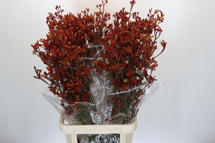 <h4>Anigozanthos Skippy Morning Sun</h4>