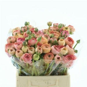 Ran Su Grand Pastel Extra