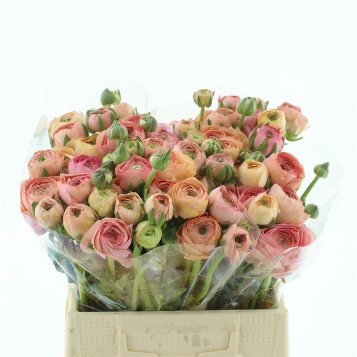 <h4>Ran Su Grand Pastel Extra</h4>