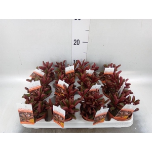 Peperomia graveolens