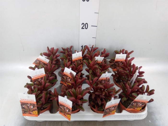 <h4>Peperomia graveolens</h4>