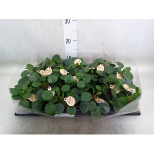 Pilea peperomoides