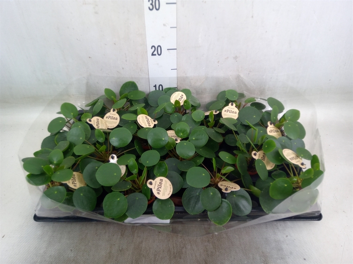 <h4>Pilea peperomoides</h4>