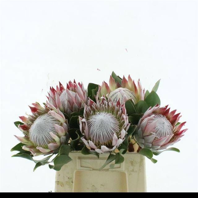 <h4>PROTEA CYNAROIDES</h4>