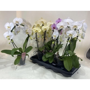 PHAL GEM