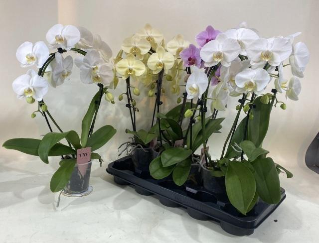 <h4>PHAL GEM</h4>