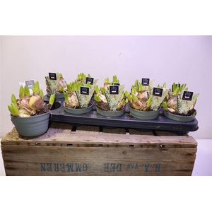 arr8 Hyacin Multi Flower White