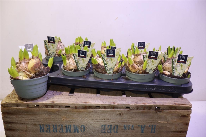 <h4>Hyacin Multi Flower White</h4>