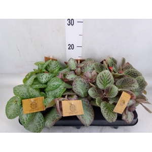 Episcia   ...
