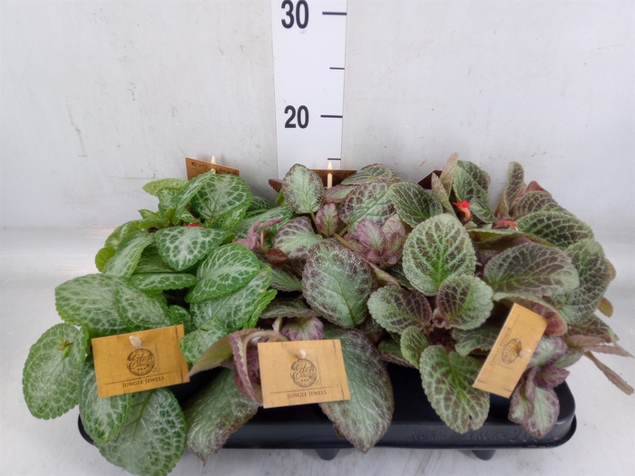 <h4>Episcia   ...</h4>