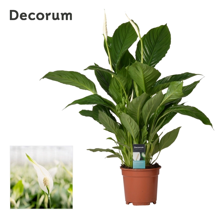 <h4>Spathiphyllum 17 cm Vivaldi Decorum</h4>