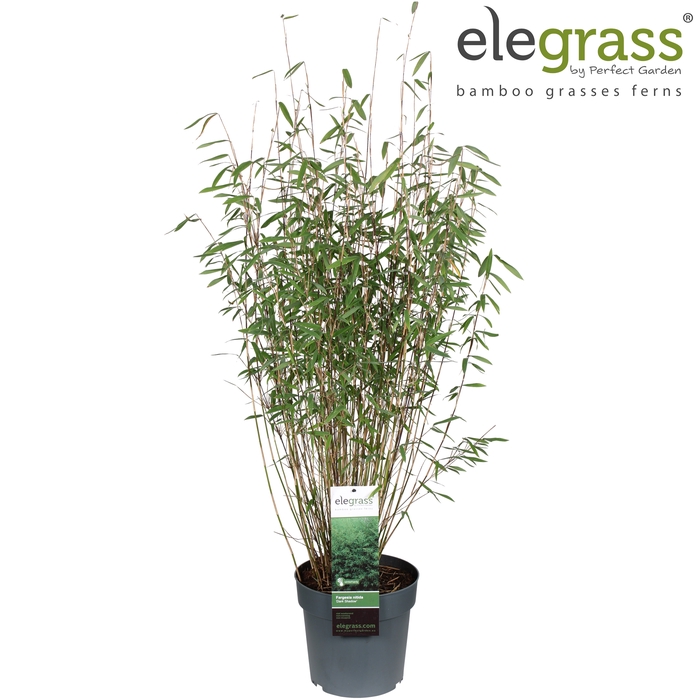 <h4>Fargesia nitida 'Dark Shadow' P23 - Elegrass</h4>