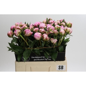 Paeonia Sarah Bernhardt