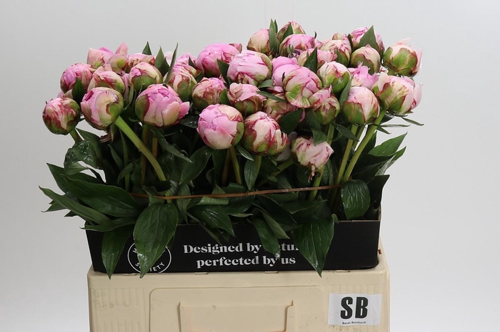 <h4>Paeonia Sarah Bernhardt</h4>